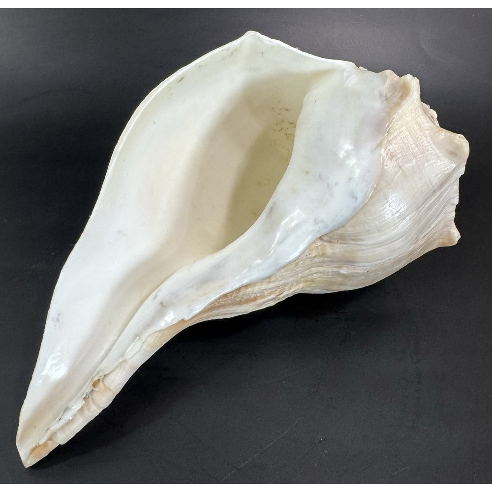 Large Natural Lightning Whelk Sea Shell 10.5" Coastal Beach Nautical Ocean Decor - Picture 6 of 12